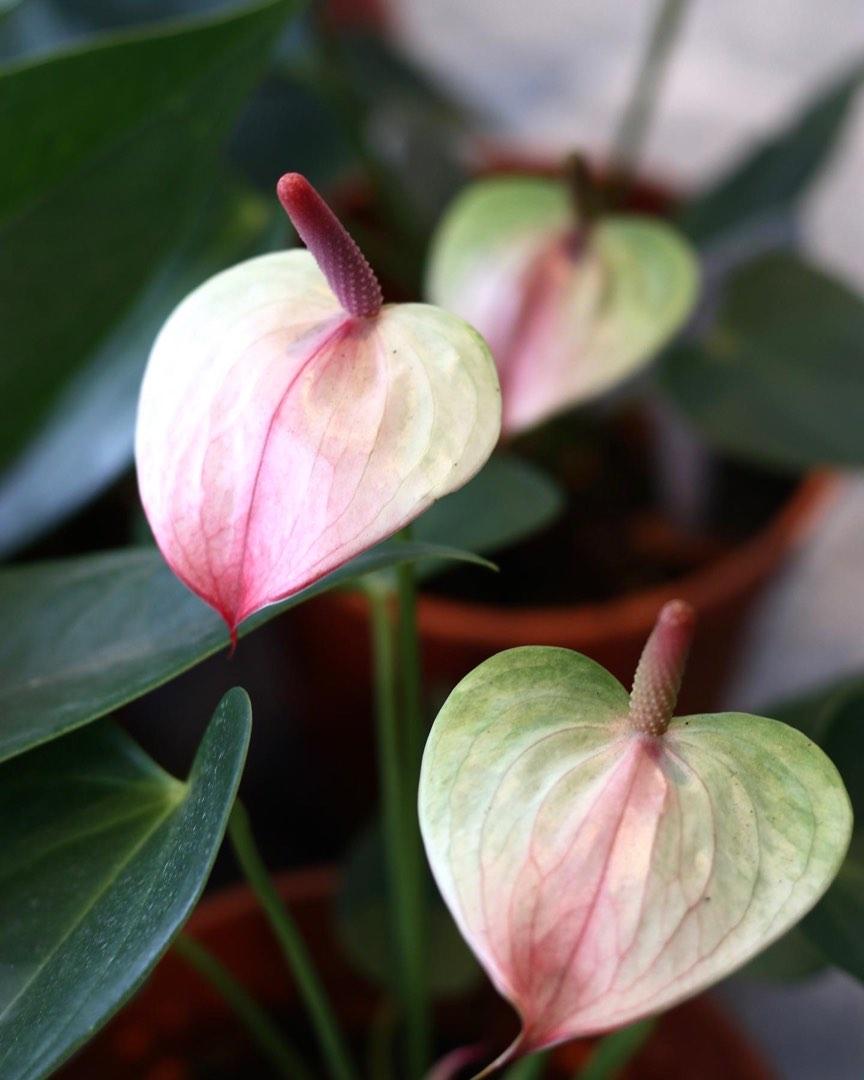 Anthurium Andraeanum, Furniture & Home Living, Gardening, Plants ...