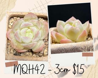(Category: ) located in . Submitted by Succulent_Paradise (Listing ID 1192138388, Image 1). Description: .