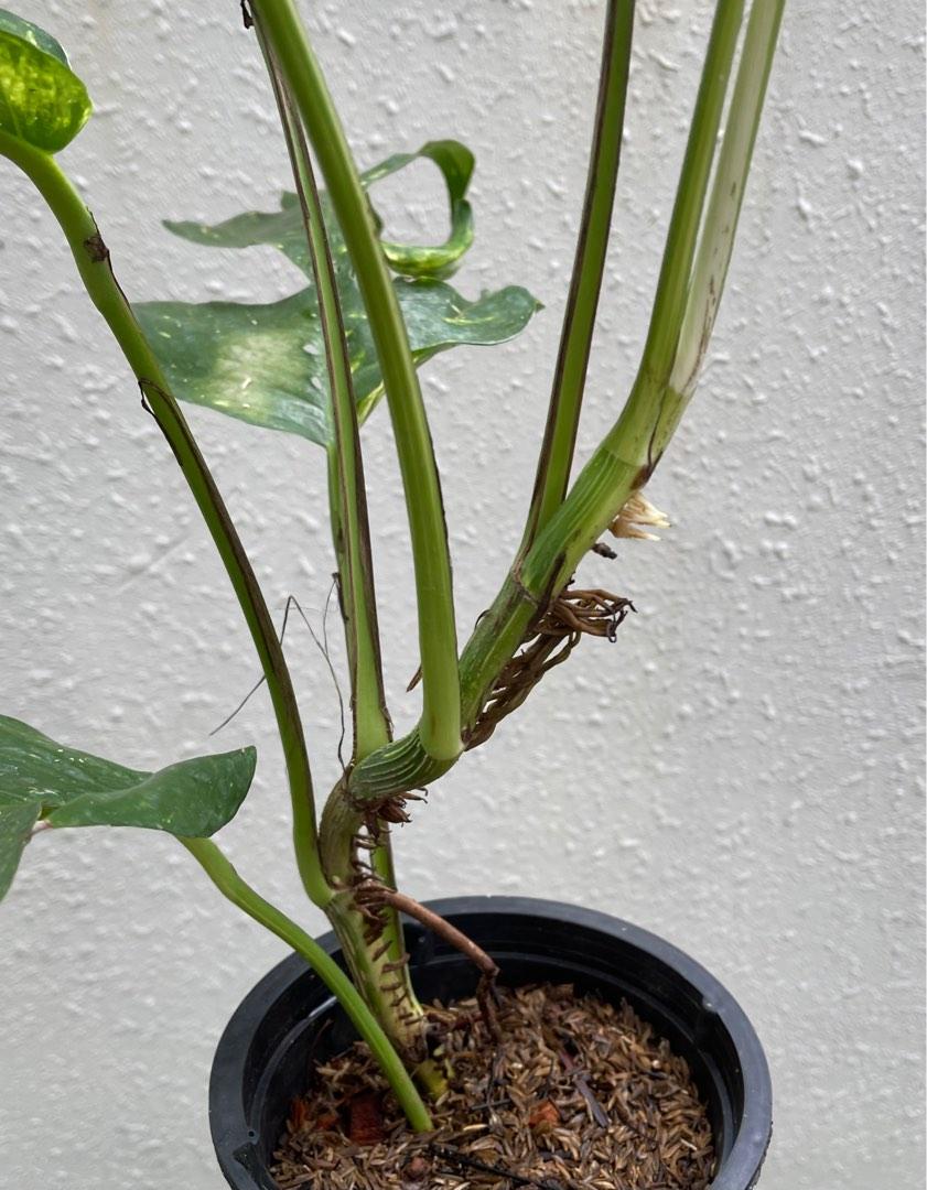 Epipremnum Pinnatum Aurea ‘Yellow Flame’ - Trailing - 4 Pot