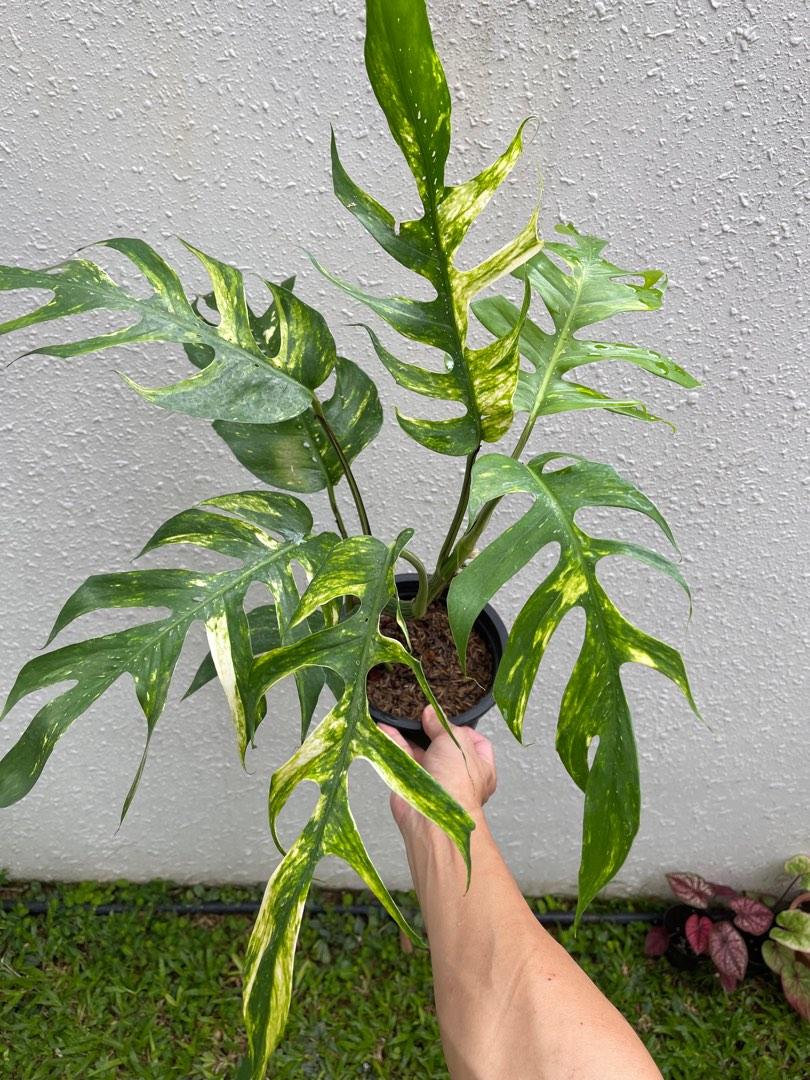 1pcs Rare Epipremnum Pinnatum Yellow Flame Yellow Dragon Fire Node Starter  Plant Live Plant