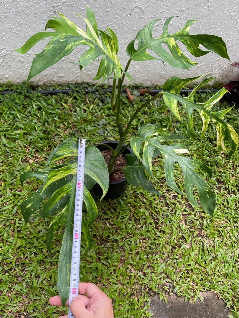 For show❗️ Epipremnum Pinnatum yellow flame Var. No.1️⃣ แท้ 💯%, By  Tree-Ozone