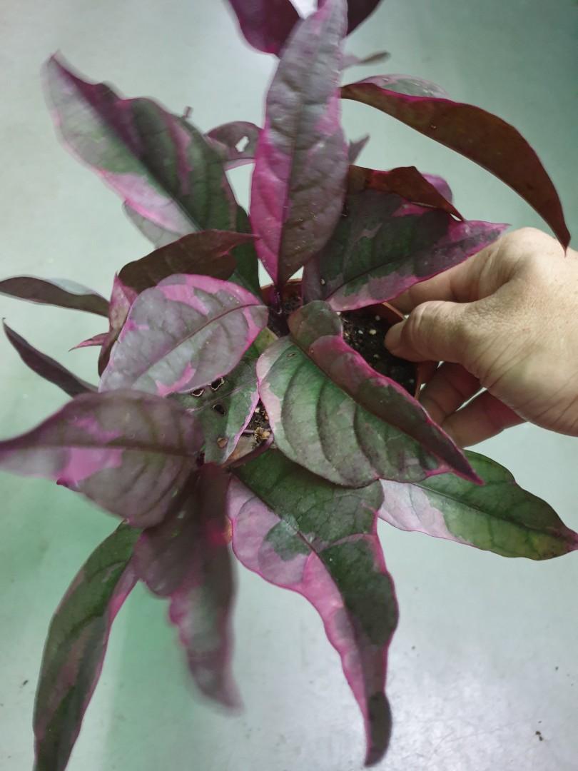 graptophyllum-pictum-caricature-plant-purple-variegated-furniture