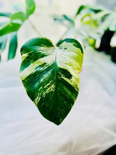 （分類：）位於 。 由 plantsboss 提交（商品編號 1192192152，圖片 1）。簡介： 。