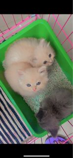 (Kategori: ) berada di . Dikirim oleh dilaaaws (ID iklan 1192137843, Gambar 1). Deskripsi: .