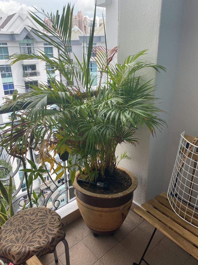 Palm trees, Furniture & Home Living, Gardening, Plants & Seeds on Carousell