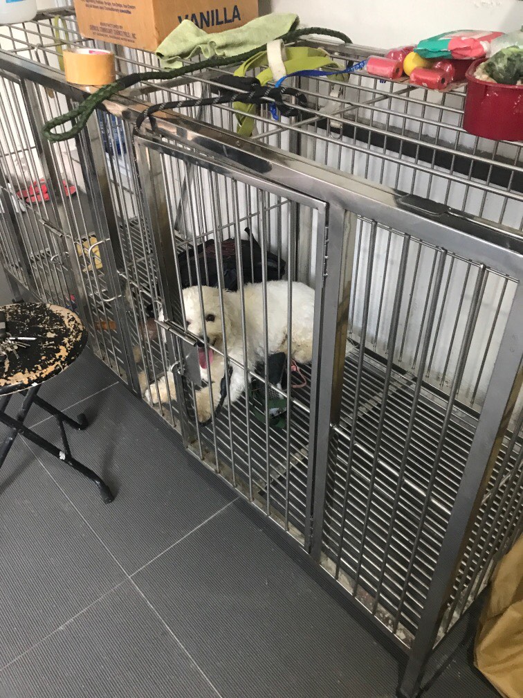 Stainless Dog Cage for Sale, Pet Supplies, Homes & Other Pet