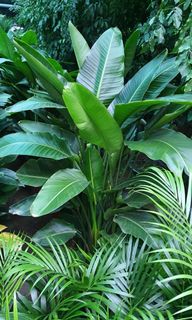 (Category: ) located in . Submitted by urban.cultivar (Listing ID 114684160, Image 1). Description: .