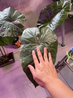 (Category: ) located in . Submitted by yingonly.shop (Listing ID 1192234285, Image 1). Description: .