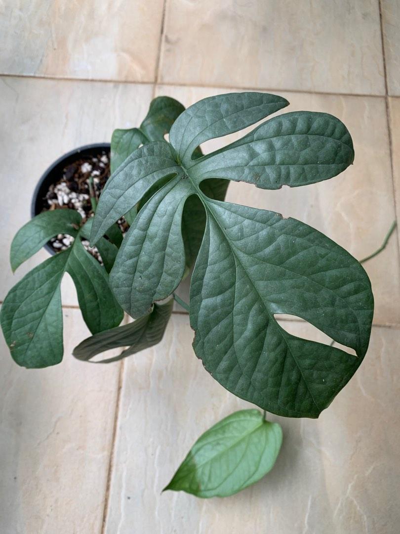 Amydrium Medium Silver, Furniture & Home Living, Gardening, Plants ...