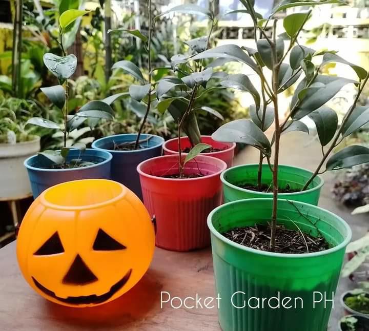 Balete tree, Furniture & Home Living, Gardening, Plants & Seeds on ...