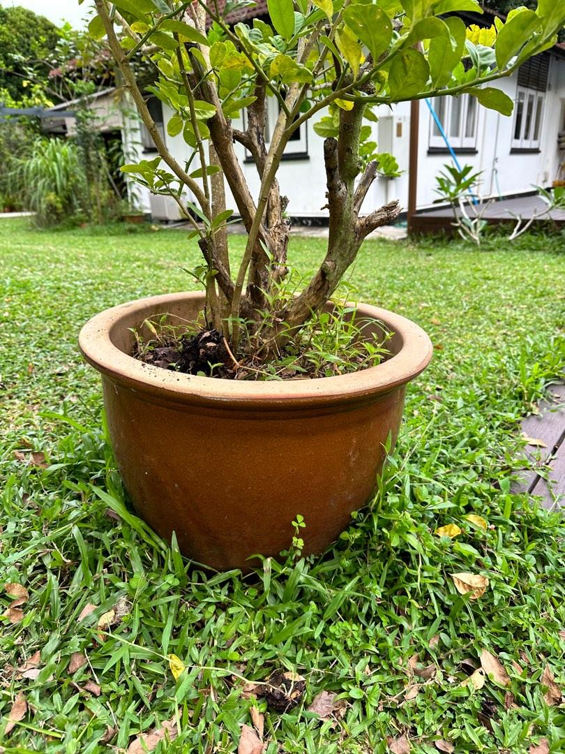 Grapefruit tree 1.7m in glazed big terracotta pot, Furniture & Home