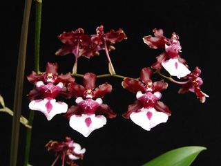 (Category: ) located in . Submitted by hortiplace (Listing ID 1192252357, Image 1). Description: .