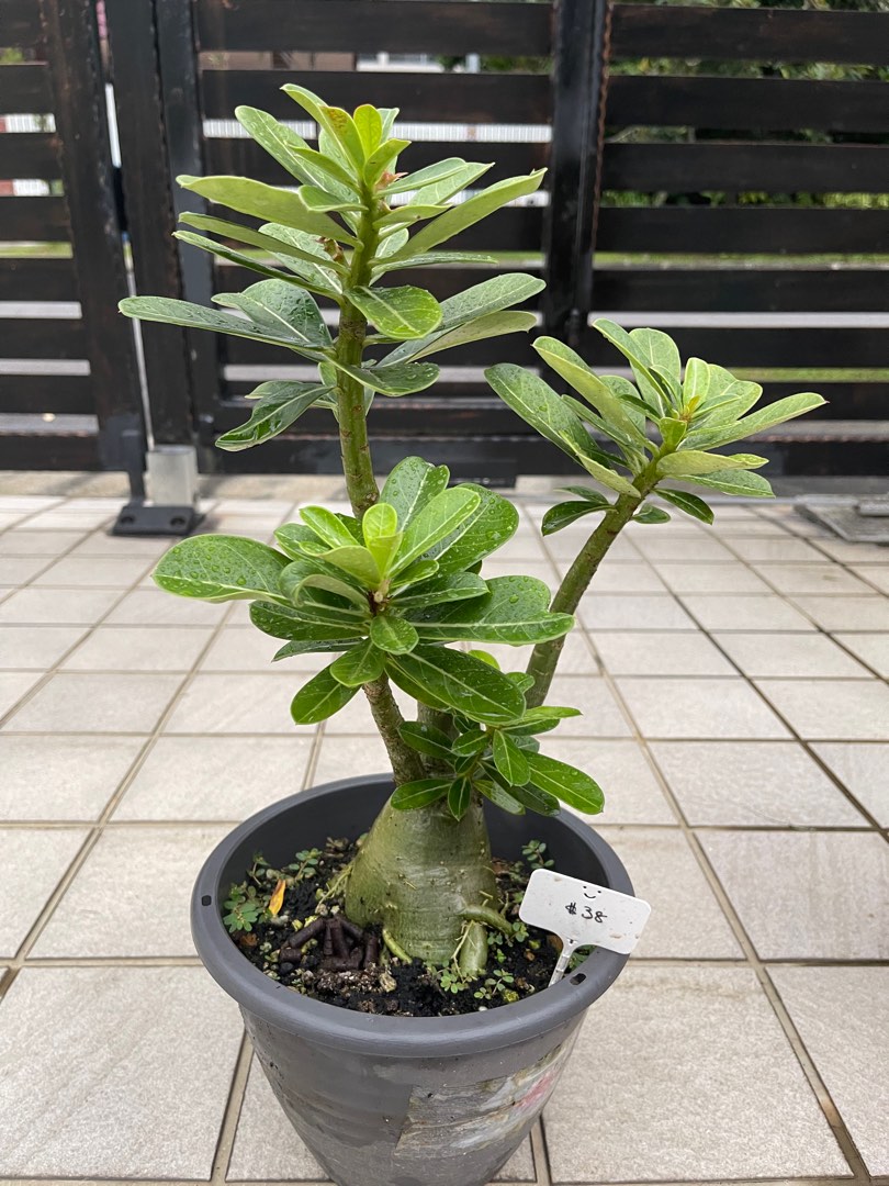 Taiwan adenium - seed grown and non grafted (pink), Furniture & Home ...