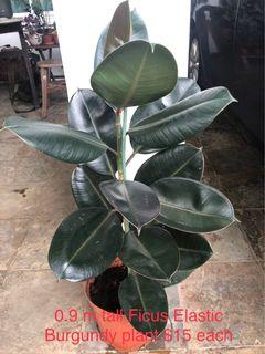 0.9 m tall Ficus Elastica Burgundy Plant $15 each