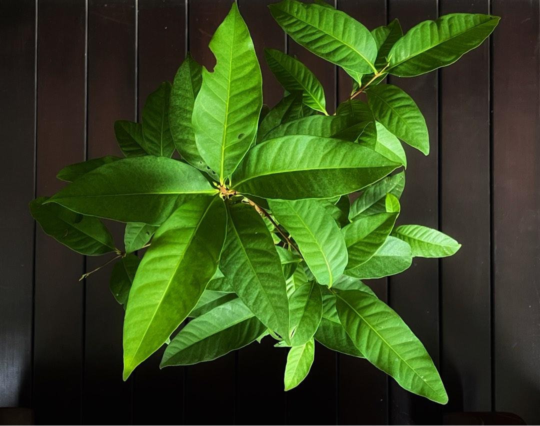 95cm Indonesian Bay Leaf Plant (Rare Hard to Find) Daun Salam