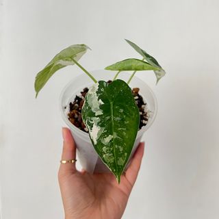 （分類：）位於 。 由 TheCityGreenery 提交（商品編號 1192512953，圖片 1）。簡介： 。