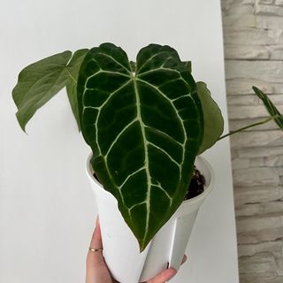 （分類：）位於 。 由 TheCityGreenery 提交（商品編號 1192517060，圖片 1）。簡介： 。
