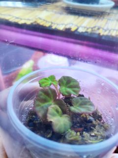 (Category: ) located in . Submitted by the_backyard_sg (Listing ID 1192540398, Image 1). Description: .