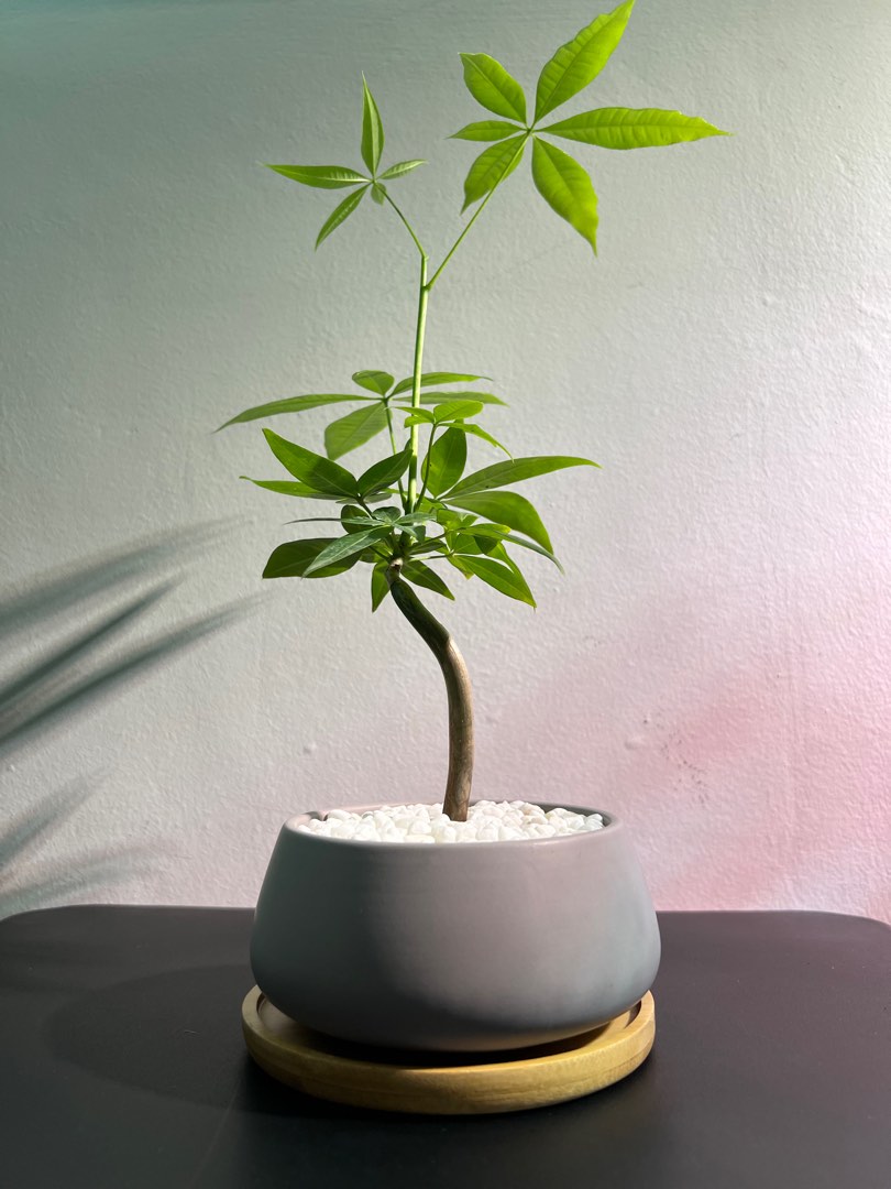 Fortune Tree Money Plant Pachira Aquatica in Grey Ceramic Pot with ...