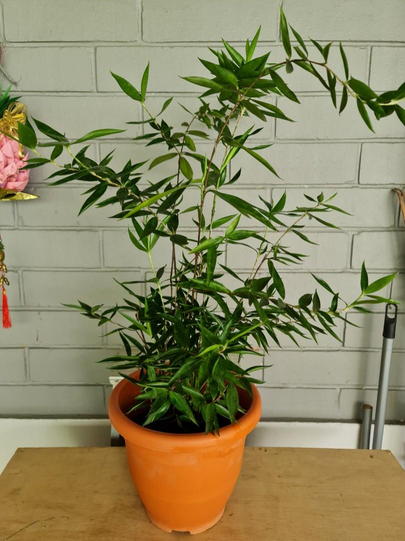 Japanese Bamboo Plants (70cm to 75cm) (2 pots for 36), Furniture
