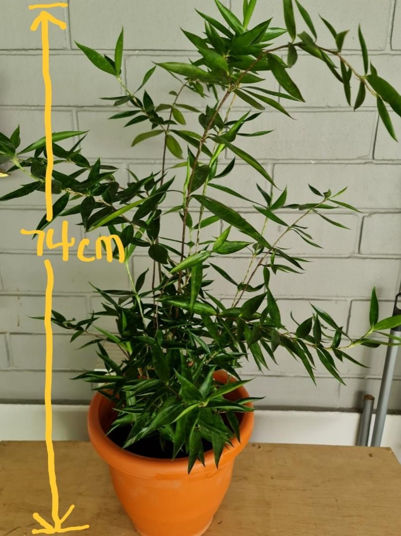 Japanese Bamboo Plants (70cm to 75cm) (2 pots for 36), Furniture