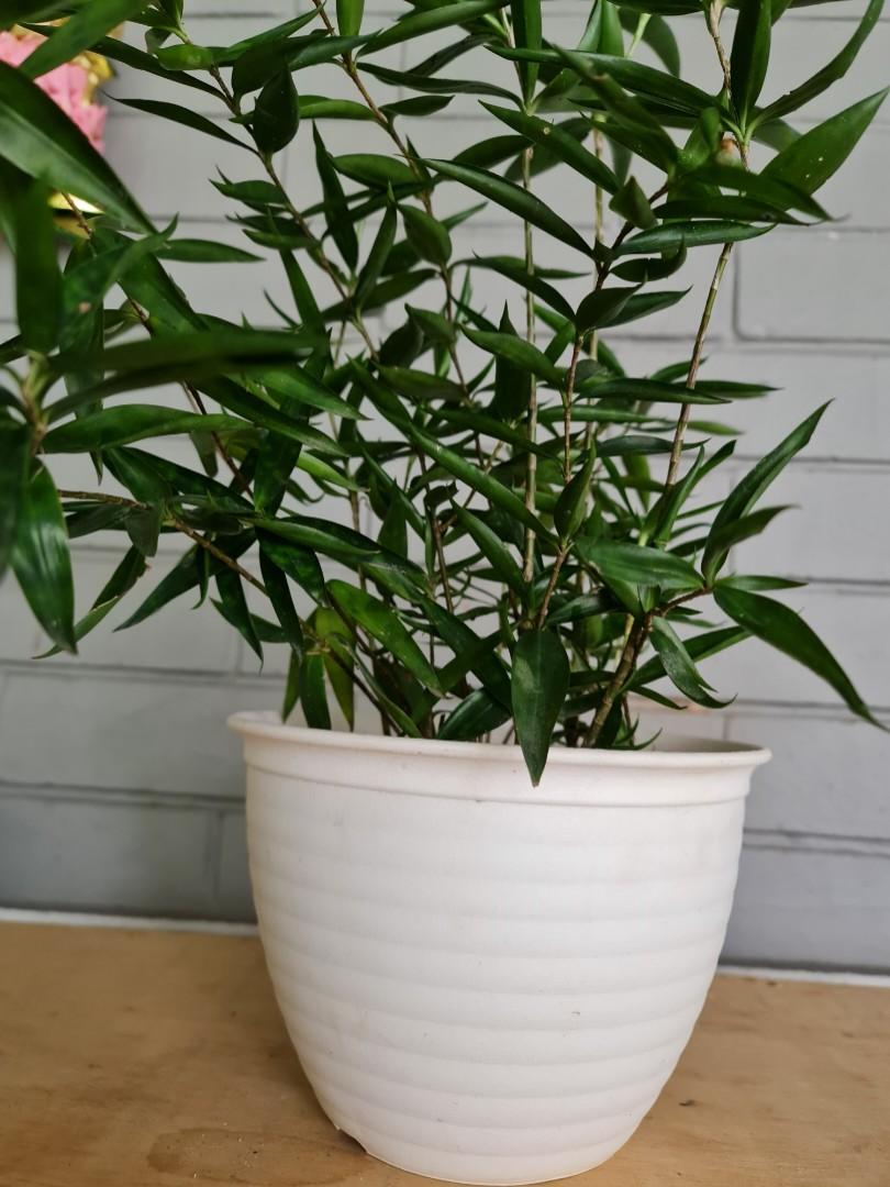 Japanese Bamboo Plants (70cm to 75cm) (2 pots for 36), Furniture