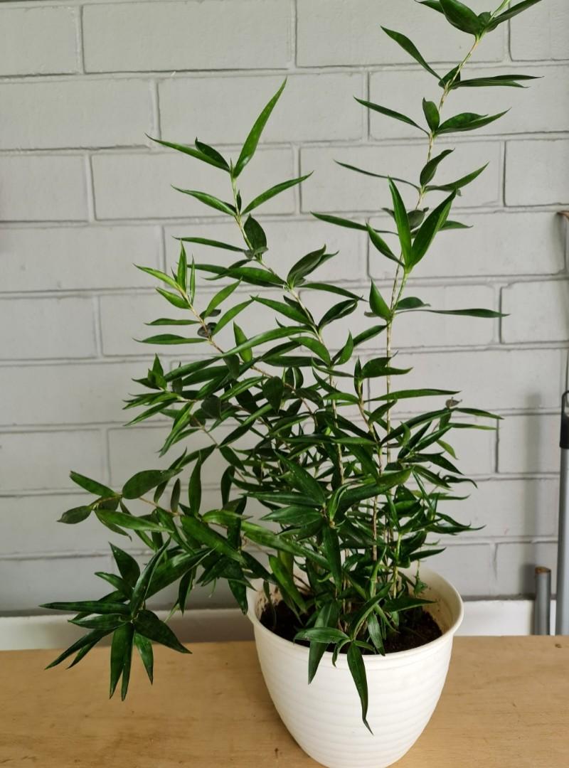 Japanese Bamboo Plants (70cm to 75cm) (2 pots for 36), Furniture