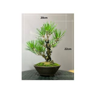 (Category: ) located in . Submitted by npd_global (Listing ID 1175194899, Image 1). Description: .