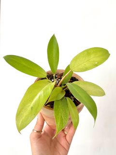 （分類：）位於 。 由 TheCityGreenery 提交（商品編號 1192515629，圖片 1）。簡介： 。