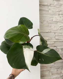 （分類：）位於 。 由 TheCityGreenery 提交（商品編號 1192509005，圖片 1）。簡介： 。