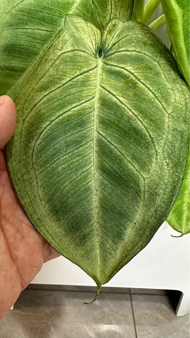 Syngonium Macrophyllum Frosted Heart, Furniture & Home Living ...