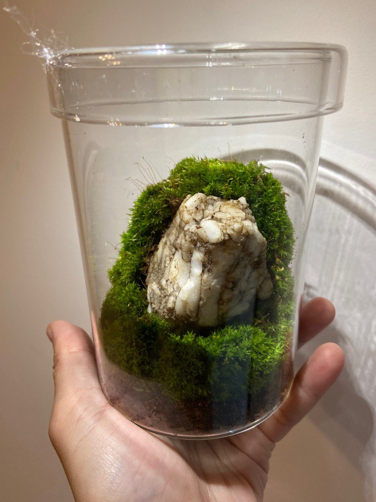 Terrarium, Furniture & Home Living, Gardening, Plants & Seeds on Carousell
