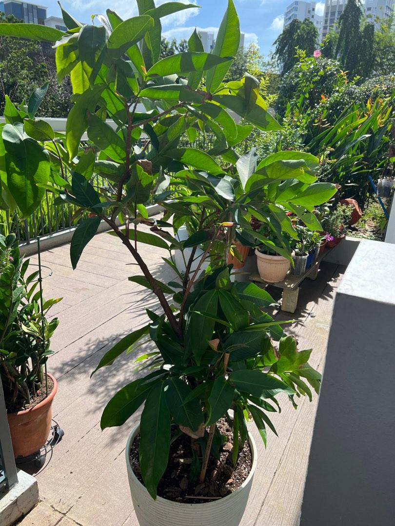 1.6 meters Jambu (rose apple) tree for sale, Furniture & Home Living