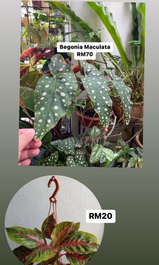 Begonia, Furniture & Home Living, Gardening, Plants & Seeds on Carousell