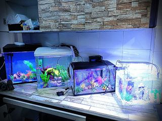 (Category: ) located in . Submitted by edmondlam_ (Listing ID 1192825448, Image 1). Description: .
