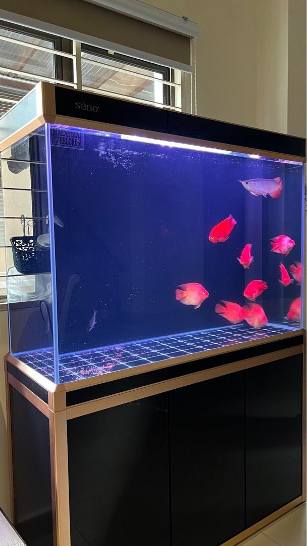 One month 4ft Aquarium tank with filter system, Pet Supplies, Homes