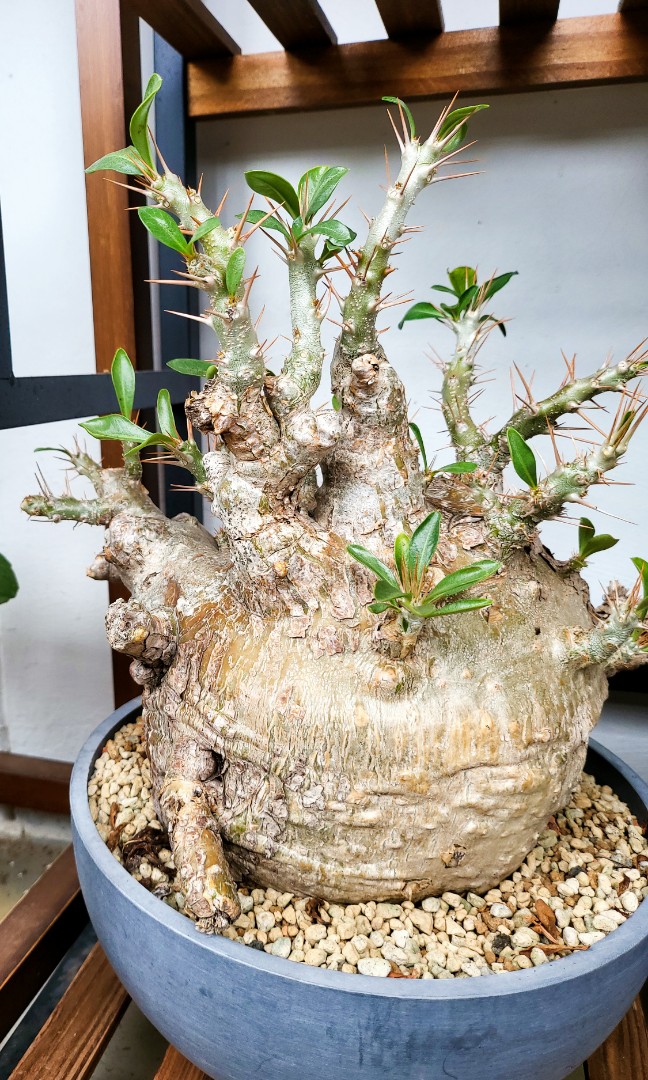 Pachypodium Saundersii Furniture Home Living Gardening Plants Seeds On Carousell