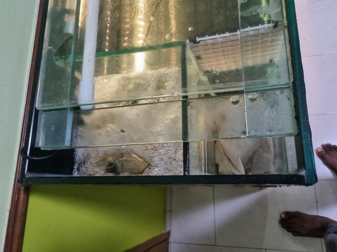 6ft tank with tank accessories, Sports Equipment, Fishing on Carousell