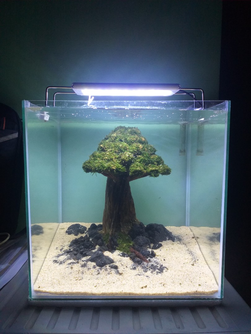 Aquarium fish tank setup bonsai themed aquascape, Pet Supplies, Homes