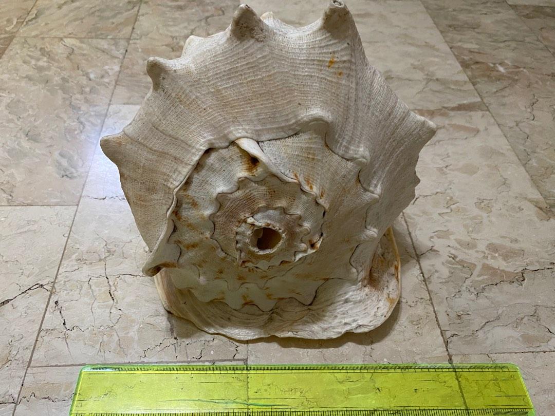 One Large Shell Big Shell, Announcements on Carousell