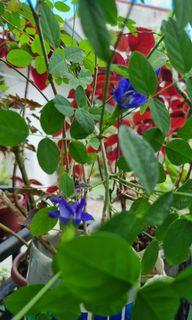 Blue Pea Ternate herb plant