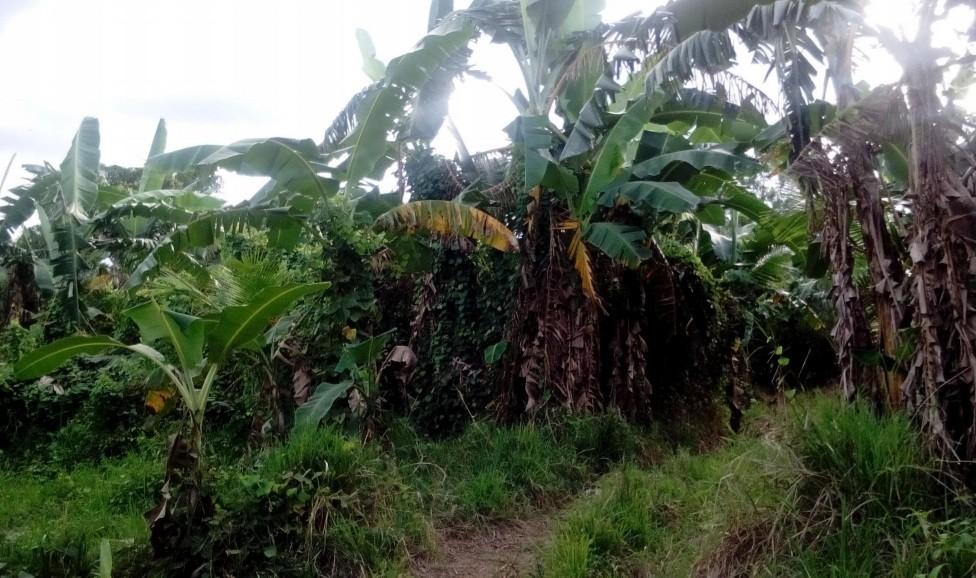 FOR SALE Agricultural Lot 23.6 Hectares, Barangay Daan Pare, Orion