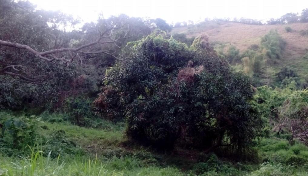 FOR SALE Agricultural Lot 23.6 Hectares, Barangay Daan Pare, Orion