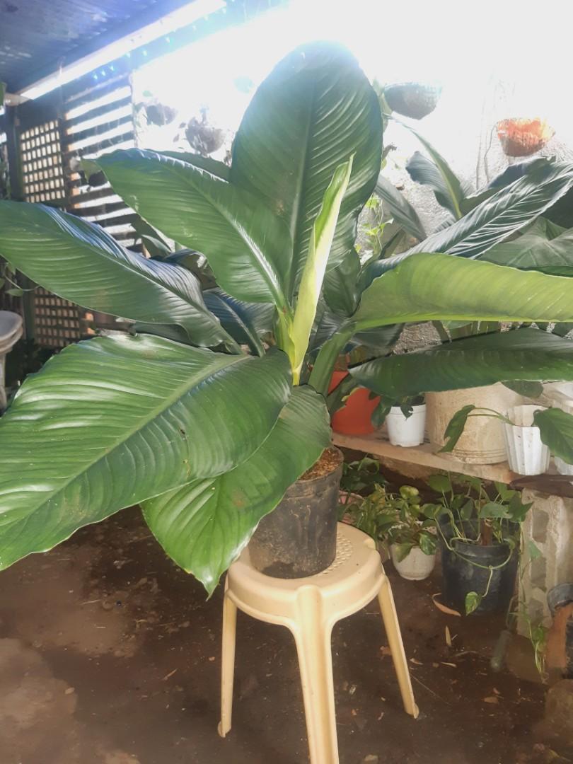 Gigantic sensation plant, Furniture & Home Living, Gardening, Plants