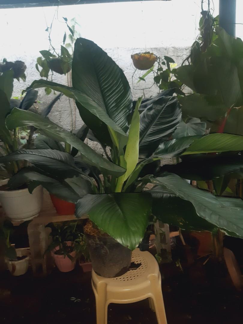 Gigantic sensation plant, Furniture & Home Living, Gardening, Plants