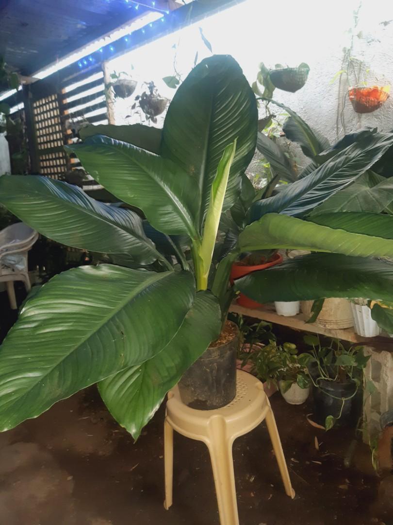 Gigantic sensation plant, Furniture & Home Living, Gardening, Plants