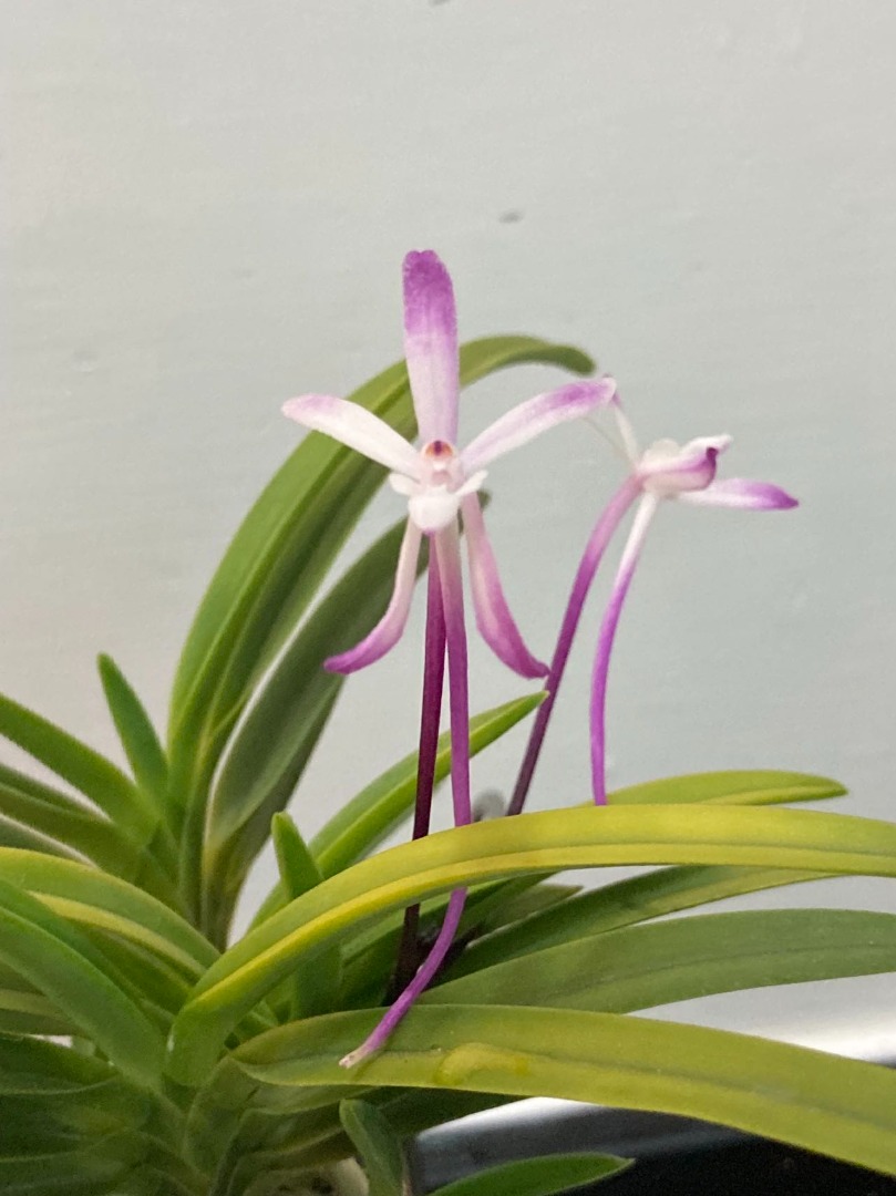 風蘭/富貴蘭(朱雀) Neofinetia falcata 'Zuzaku', 傢俬＆家居, 園藝