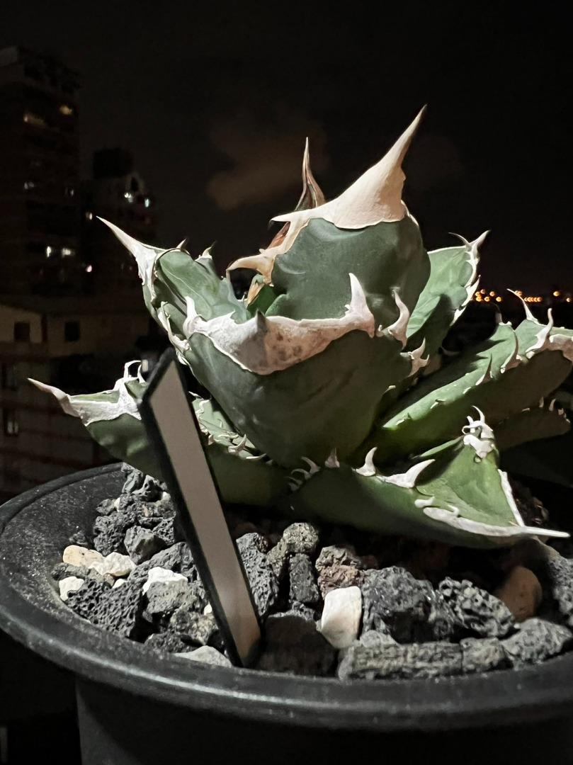 白火焰(Agave titanota White Fire )/龍舌蘭嚴龍/紅貓/凱撒/黑帝斯/農