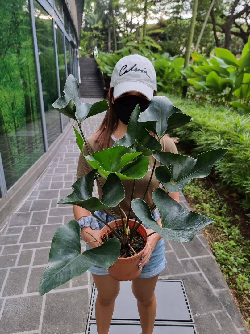 money tree plant food Money Tree Fertilizer - 8 fl oz