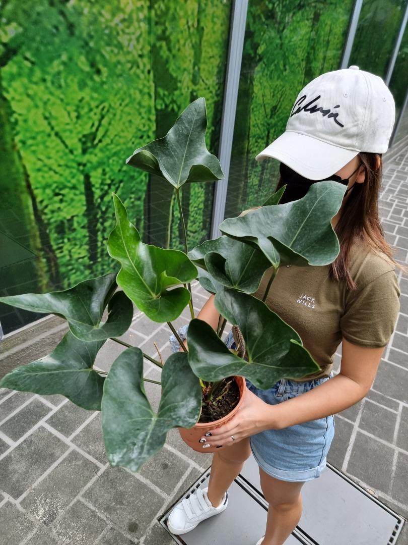 Anthurium Arrow [REAL PLANT] #supportlocal, Furniture & Home Living,  Gardening, Plants & Seeds on Carousell